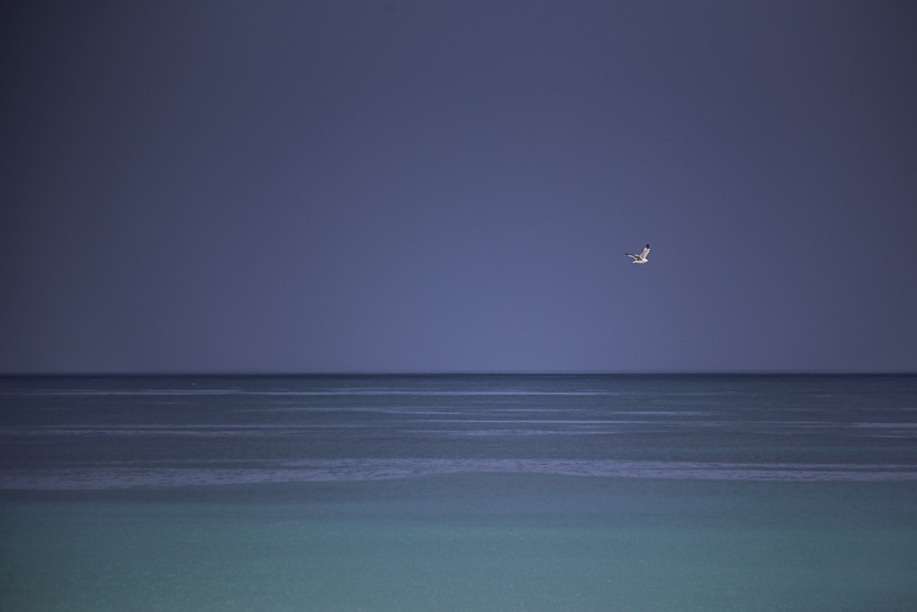 ocean mouette tempete orage