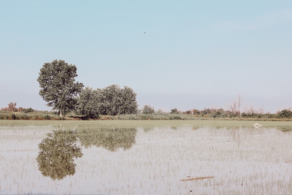risiere camargue