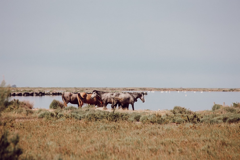 chevaux camargue