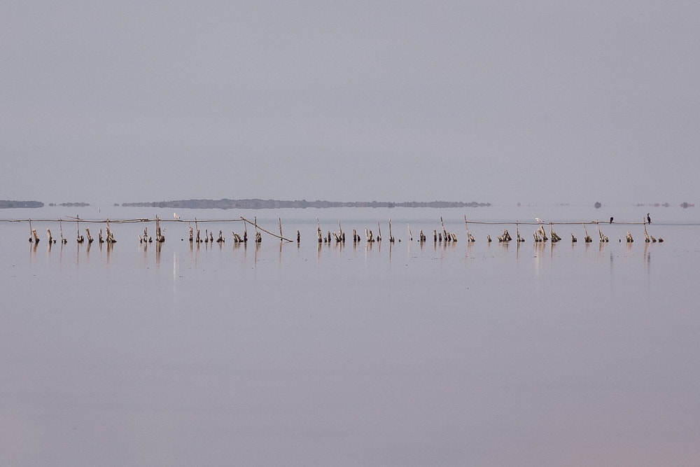etang naturel camargue