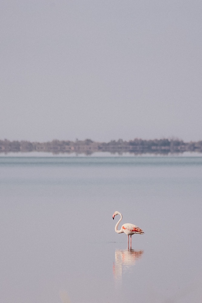 flamand rose camargue