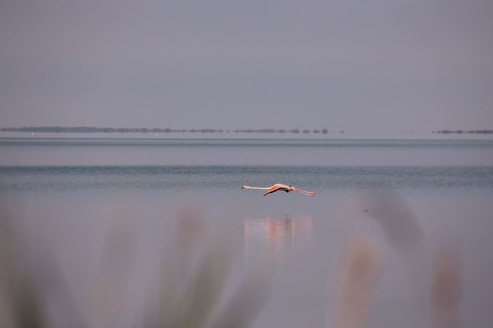 flamand rose parc naturel camargue