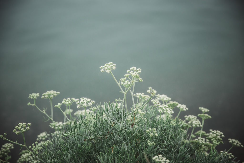 nature socoa