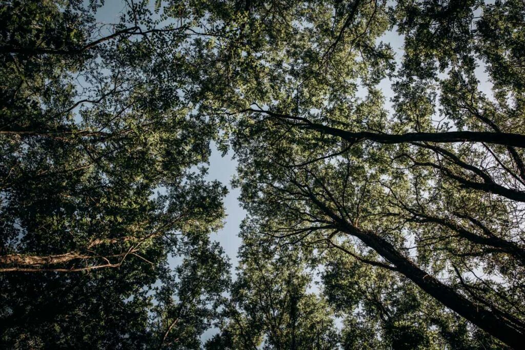 seance couple en foret