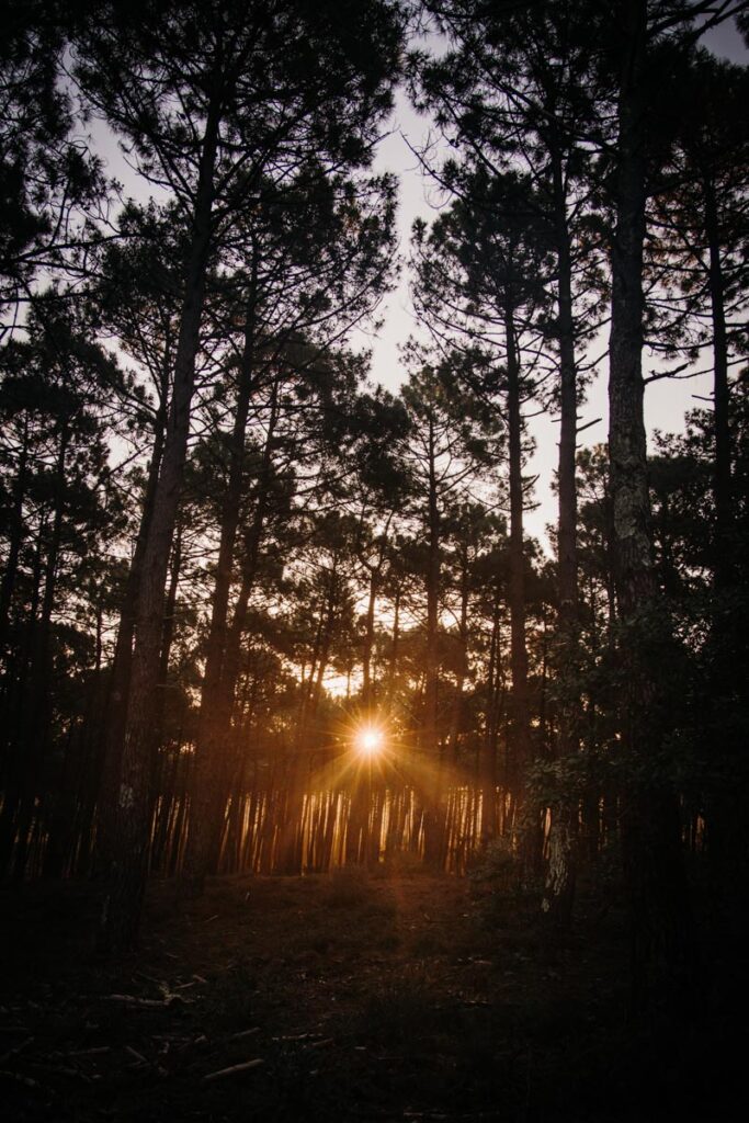 séance engagement au lever du soleil dans les landes